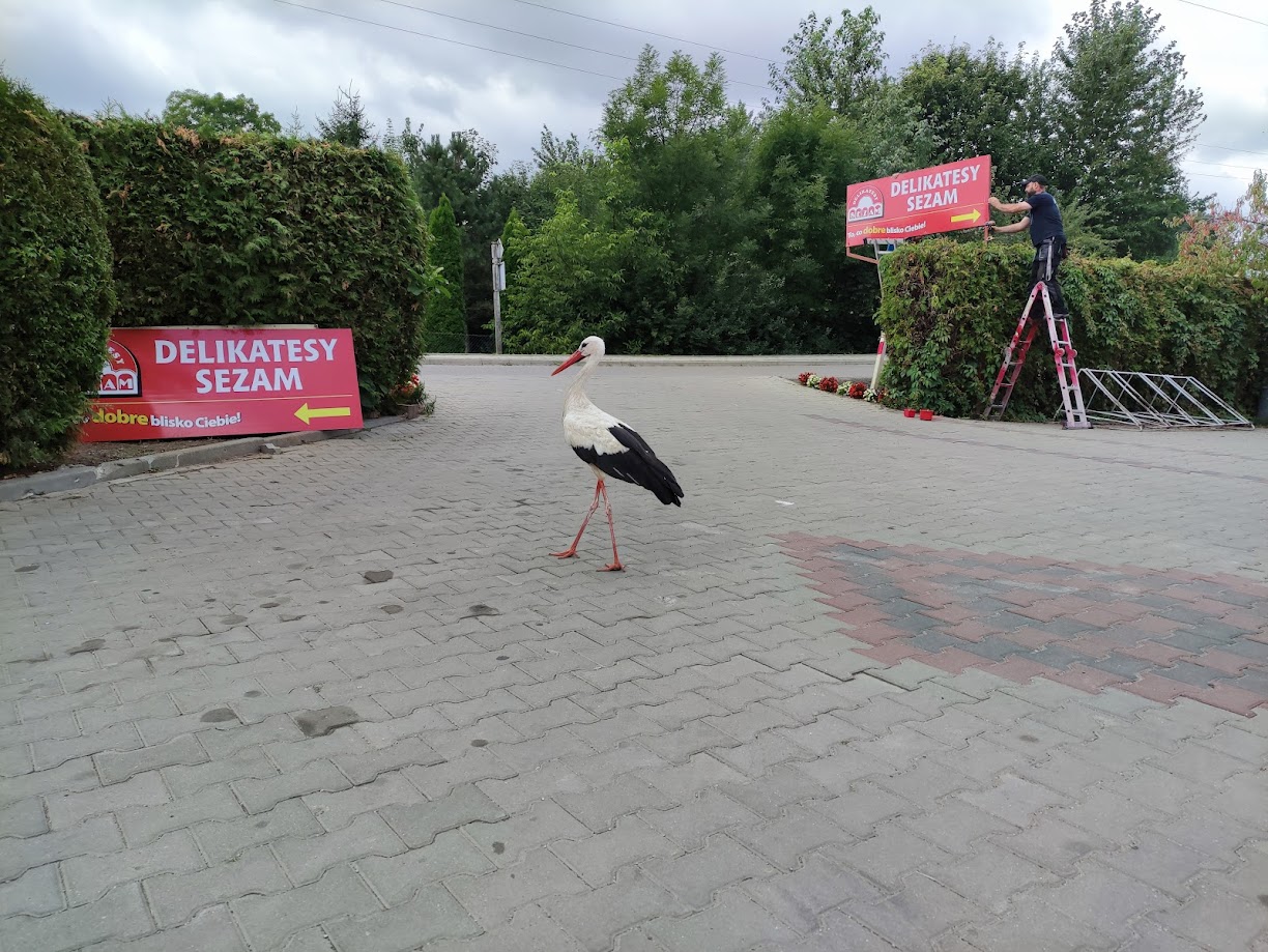 Projekt sklepu Delikatesy Sezam – nowoczesna wizja graficzna spełniająca wszystkie potrzeby klienta.